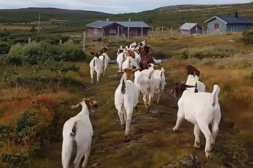 Line Rusten med kreative løsninger innen landbruket (foto: privat)
